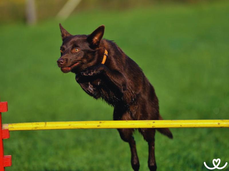 Psi-plemeno-australska-kelpie (3)